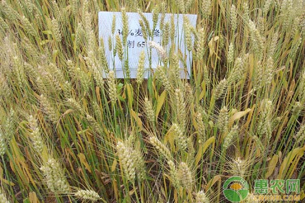 麥田除草要點(diǎn)