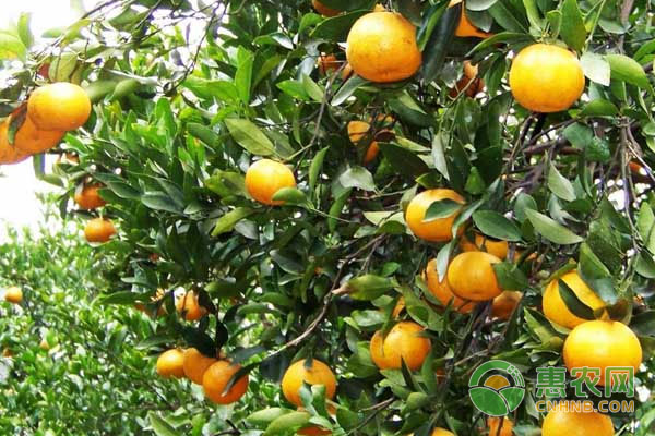 柑橘種植快速進(jìn)入防凍措施