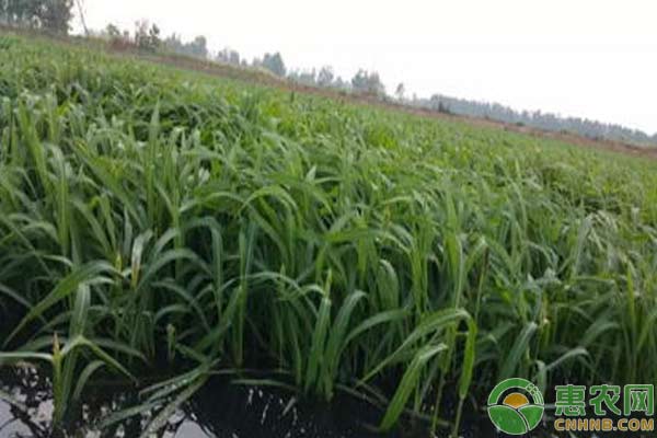 小龍蝦養(yǎng)殖技術(shù)：水質(zhì)敗壞調(diào)節(jié)措施