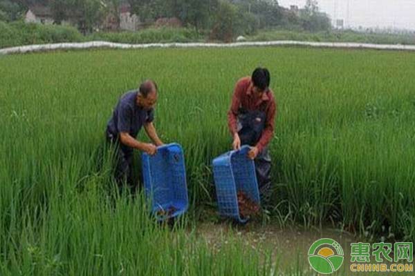 小龍蝦養(yǎng)殖技術(shù)：水質(zhì)敗壞調(diào)節(jié)措施