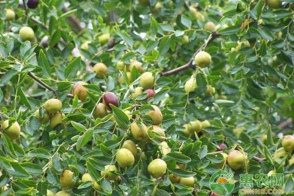 枣树种植需肥量及种植技巧-图片版权归惠农网所有