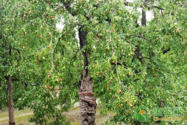 枣树种植需肥量及种植技巧-图片版权归惠农网所有