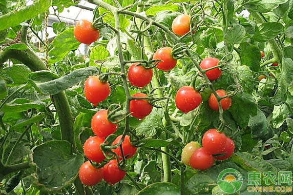 西紅柿種植技術(shù)：西紅柿磷肥補(bǔ)充注意事項(xiàng)