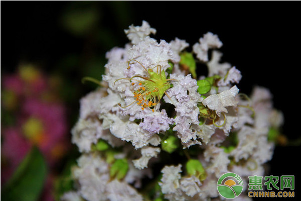 小花紫薇高效種植技術(shù)及主要病蟲害<a href='http://mixian138.com/t/115983.html' class='j-href' target='_blank'><span style='color:#FF8001'>防治方法</span></a>