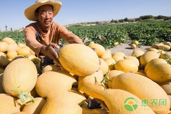 暖棚種植哈密瓜具體操作有哪些？