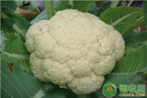 花椰菜优质高产种植技术及综合病虫害防治