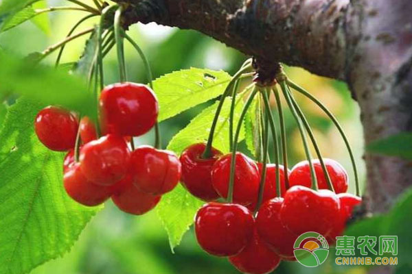 櫻桃如何通過大棚種植?大棚種植技術(shù)
