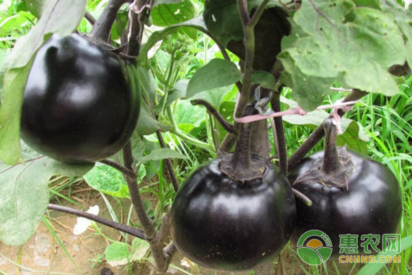 面對茄子花柱的短且黑,菜農(nóng)又是如何進(jìn)行施肥的？