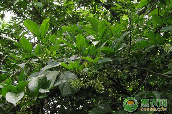 捕魚(yú)新技術(shù)：魚(yú)藤的功效特征以及種植方法