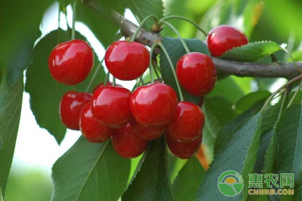 大棚種植技術(shù)