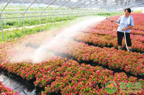 花卉種植技術