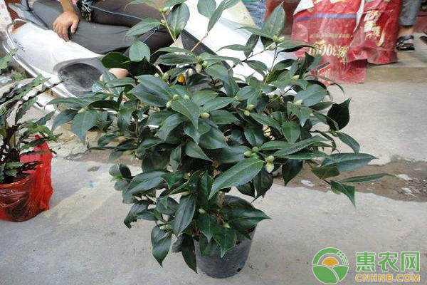 家里盆栽茶花