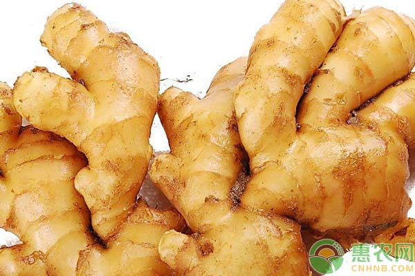 生姜高產(chǎn)栽培技術(shù)