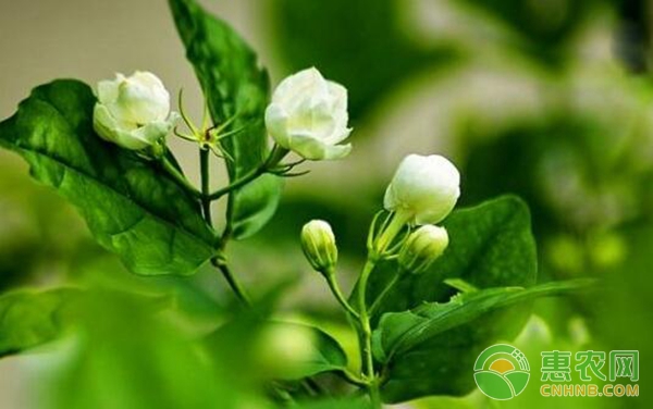 茉莉定植