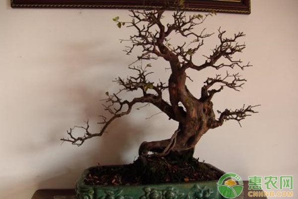 家庭雀梅盆景的制作方法詳解
