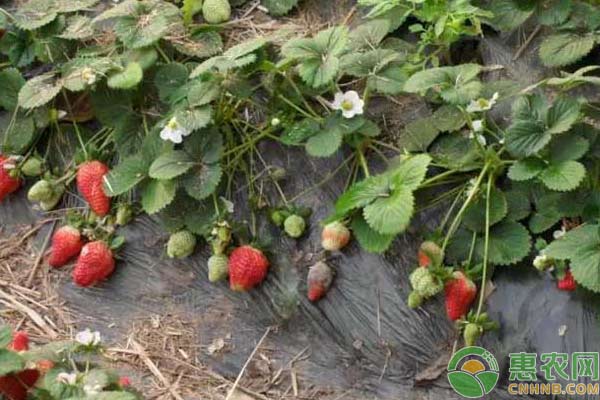 草莓種植技術(shù)：如何預(yù)防草莓栽培過程中的爛果現(xiàn)象