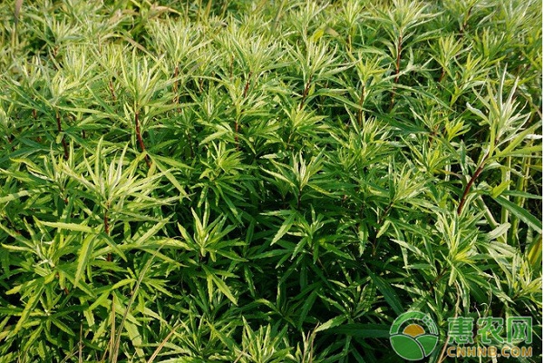 藜蒿主要病蟲害及其綜合防治措施