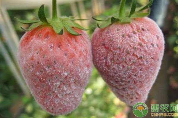 草莓種植技術(shù)：如何預(yù)防草莓栽培過程中的爛果現(xiàn)象