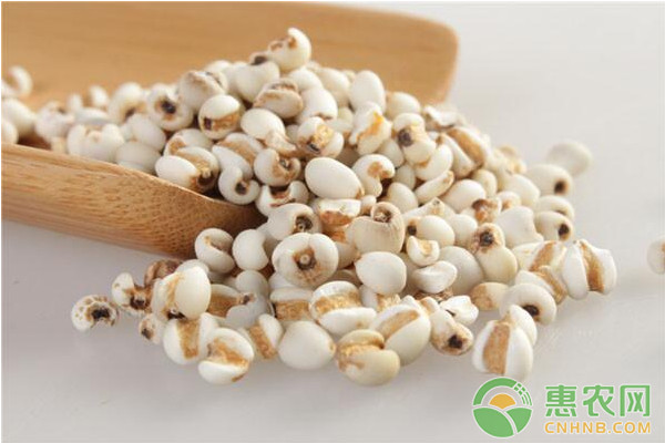 薏苡高效种植技术及主要<a href='https://www.cnhnb.com/t/40395.html' class='j-href' target='_blank'><span style='color:#FF8001'>病虫害防治</span></a>