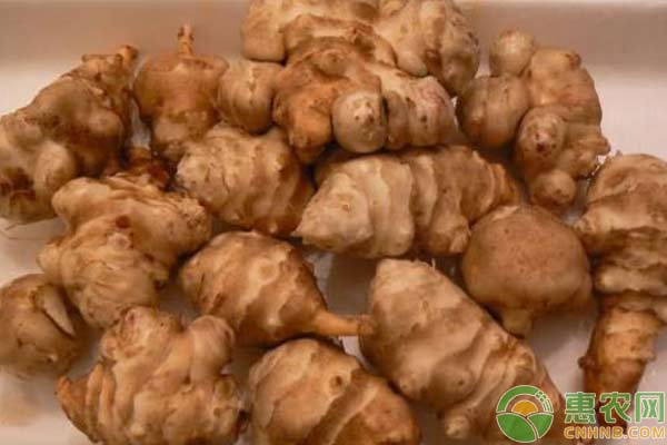 洋姜種植技術(shù)