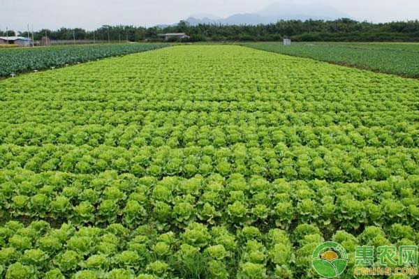 這些年，你真的施對肥了么？