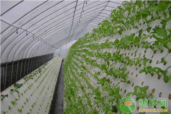 江門市工廠化蔬菜氣霧栽培技術(shù)的應(yīng)用