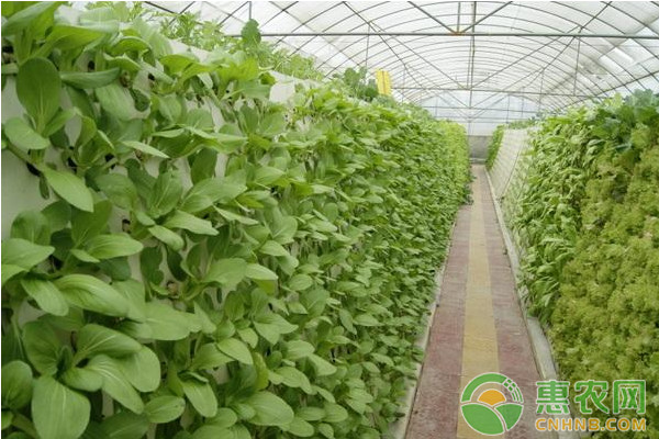江門市工廠化蔬菜氣霧栽培技術(shù)的應(yīng)用