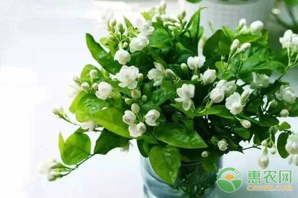 冬季養(yǎng)花