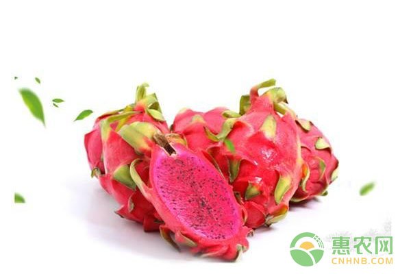 火龍果種植技術(shù)