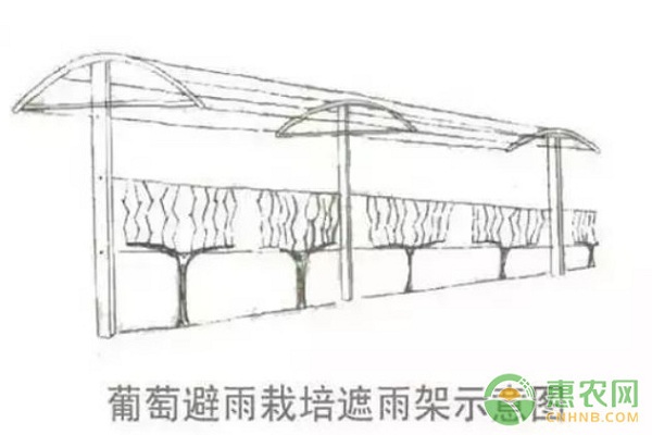 葡萄避雨栽培的管理技術(shù)要點