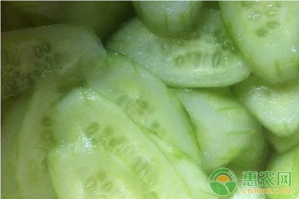 華南黃瓜“綠衣天使”日光溫室早熟高效栽培技術(shù)