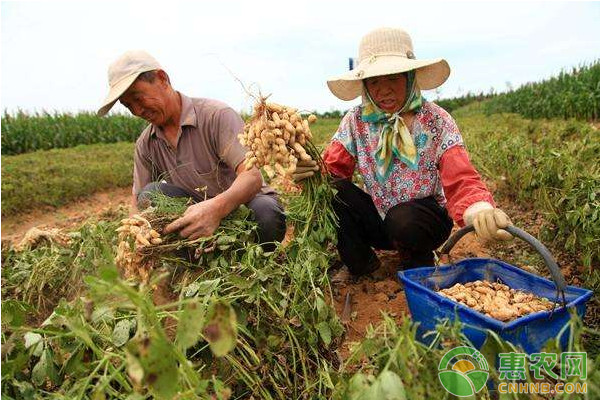 北方地区花生地膜覆盖高效种植管理技术