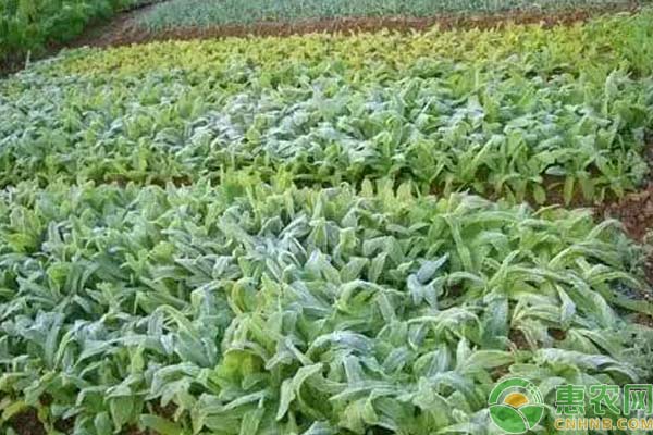 蔬菜防凍措施：做到這幾點(diǎn)，你家蔬菜安全過冬天