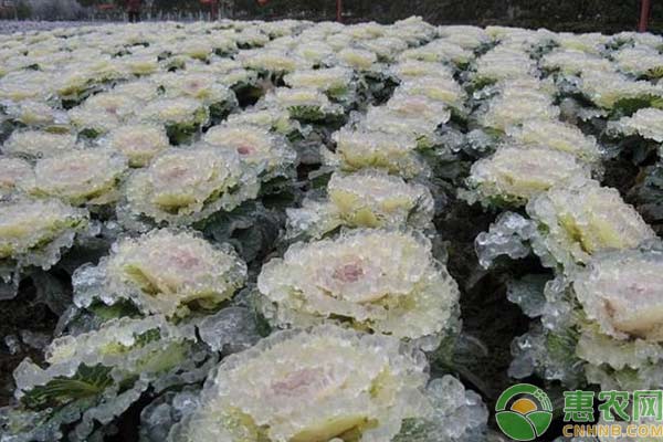 蔬菜防凍措施：做到這幾點(diǎn)，你家蔬菜安全過冬天