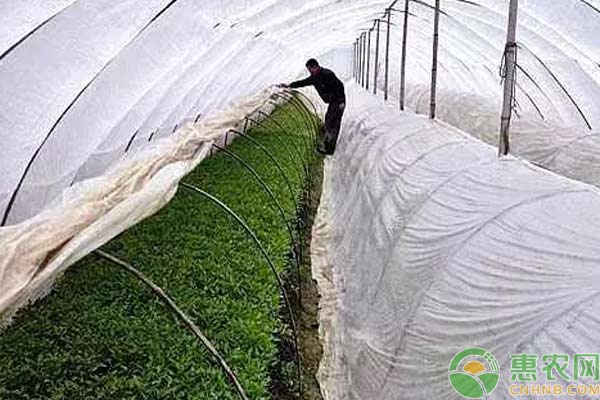 蔬菜防凍措施：做到這幾點(diǎn)，你家蔬菜安全過冬天