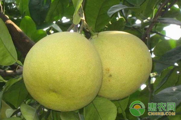 香欒<a href='http://www.iweekee.cn/t/42184.html' class='j-href' target='_blank'><span style='color:#FF8001'>種植方法</span></a>及管理