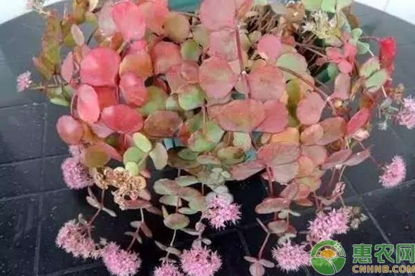 盆栽不爛根防護(hù)技巧