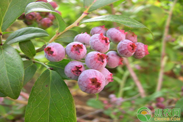 兔眼藍(lán)莓高效種植技術(shù)