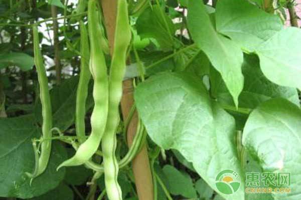 茄果類蔬菜如何合理追肥促高產(chǎn)？