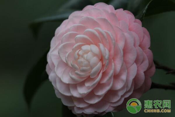茶花最佳澆水時間