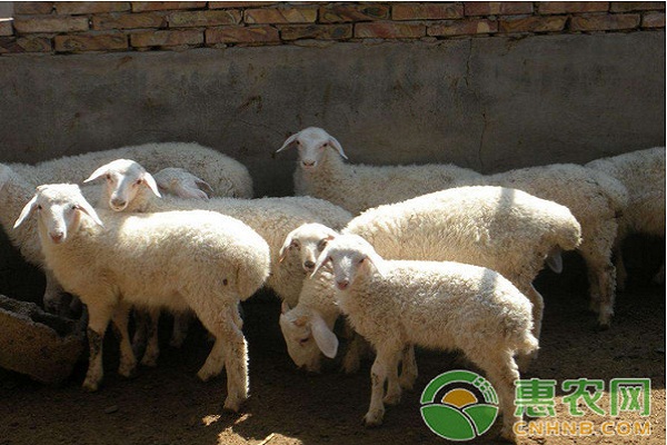 養(yǎng)羊干貨分享：60天快速育肥羊<a href='http://www.iweekee.cn/p/siliao/' class='j-href' target='_blank'><span style='color:#FF8001'>飼料</span></a>配方
