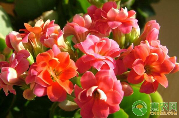 養(yǎng)花