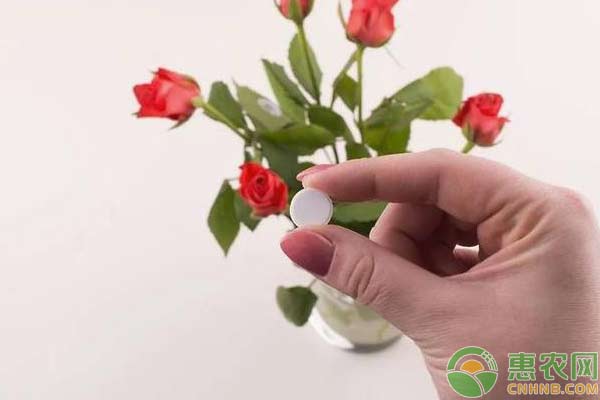盆栽養(yǎng)植：巧用過(guò)期藥片讓你的植物告別黃葉
