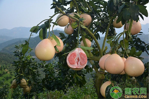 三紅蜜柚