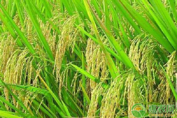 關(guān)于水稻高產(chǎn)知識之病蟲害防治的問答