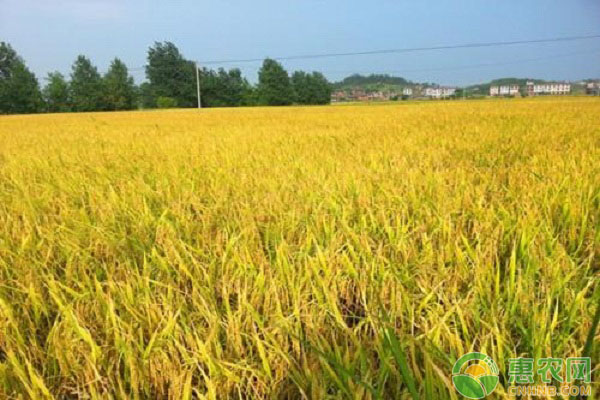 水稻種植之<a href='http://www.iweekee.cn/t/40395.html' class='j-href' target='_blank'><span style='color:#FF8001'>病蟲害防治</span></a>的問題