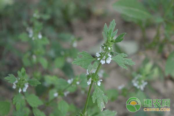 各類蔬菜田間雜草防治技術(shù)