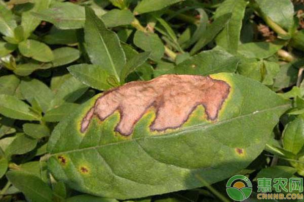 關(guān)于大棚蔬菜炭疽病防治措施