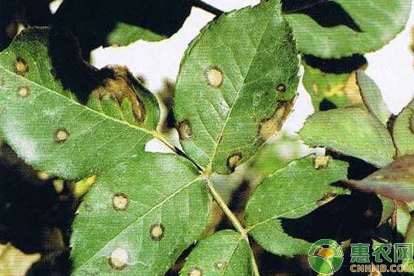 關(guān)于大棚蔬菜炭疽病防治措施