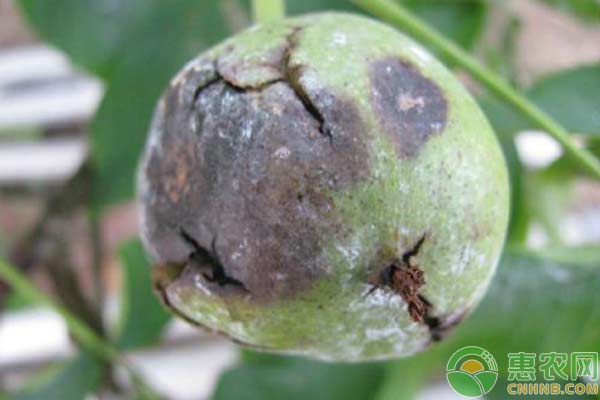 關(guān)于大棚蔬菜炭疽病防治措施